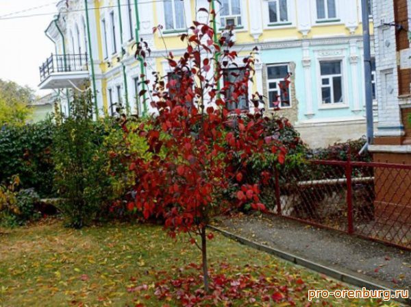 Осень в Оренбурге фото - 8